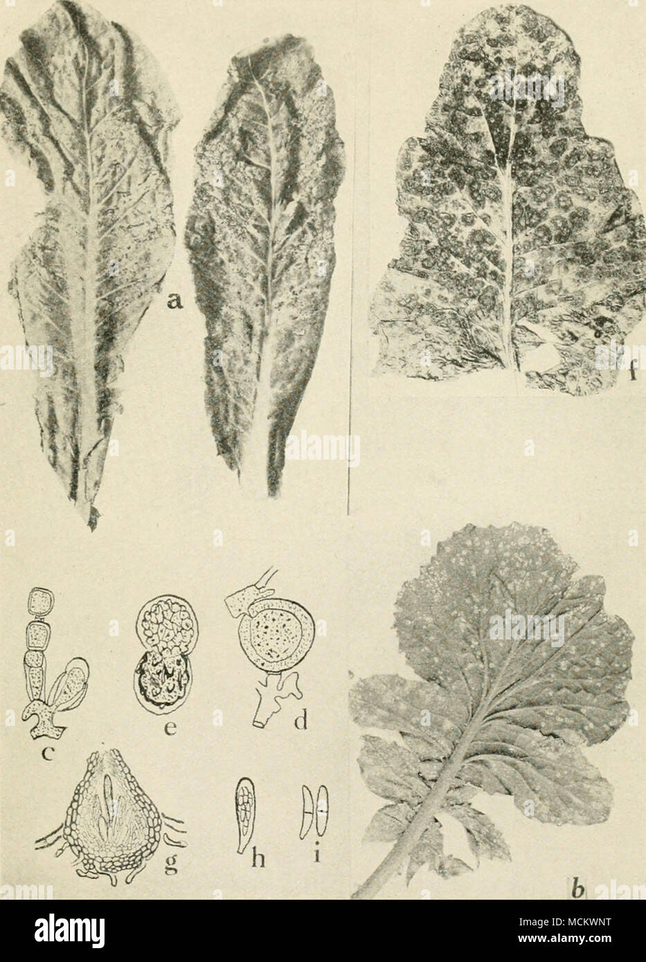 . Fig. 33. Diseases of the Cauliflower axd Radish. a. Spot disease of cauliflower (after McCuIloch), b. white rust of radish, c. conidio- phore of the white rust fungus, Cyslopus candidus, d. fertilization in Albugo Candida, e. germination of the oospore of Albugo Candida, f. ring spot on cauliflower head, g! perithecium of Mycospho'reUa brassicicola, h. ascus of Mycospha-rella brassicicola, i. ascospores of Mycosphcerella brassicicola {g. to i. after Osmun and Anderson). Stock Photo