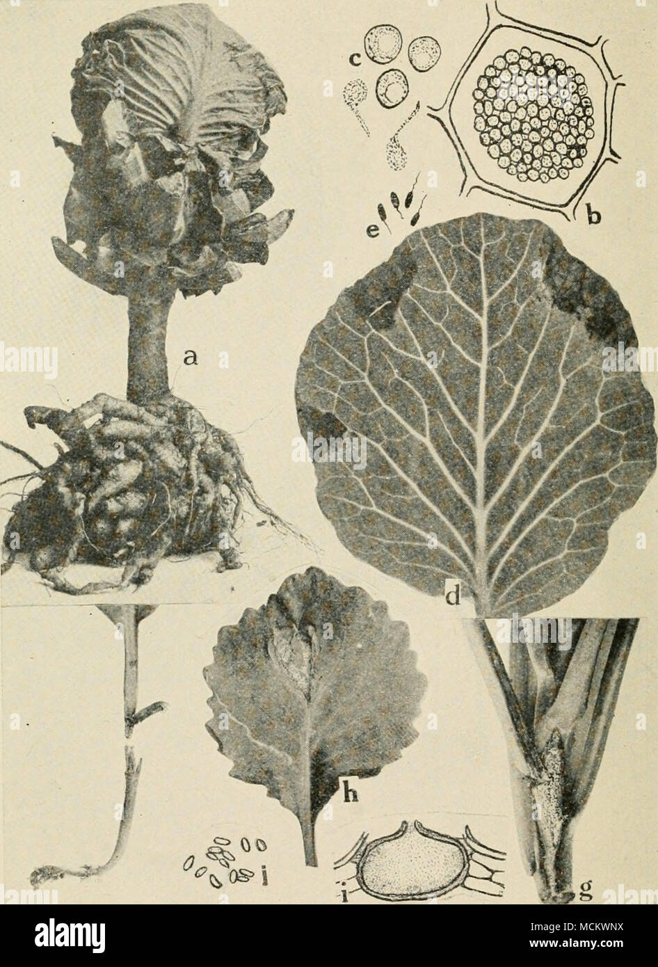 . Fig. 30. Cabbage Diseases. a. Club root (after Cunningham), b. cell filled with spores of the club root or- ganism, c. spores and swarm spores of Plasmodiophora brassicce (b. and c. after Chuff), d. black rot of cabbage (after F. C. Stewart), e. individual black rot germs of Pseudomonas campeslris, f. black-leg on young cabbage seedling, g. black-leg lesion on foot of older cabbage plant, h. black-leg lesion on cabbage leaf, /. pycnidmm of Phoma oleracece, j. pycnosporvs of P. okracece (/'. and j. after Manns). Stock Photo