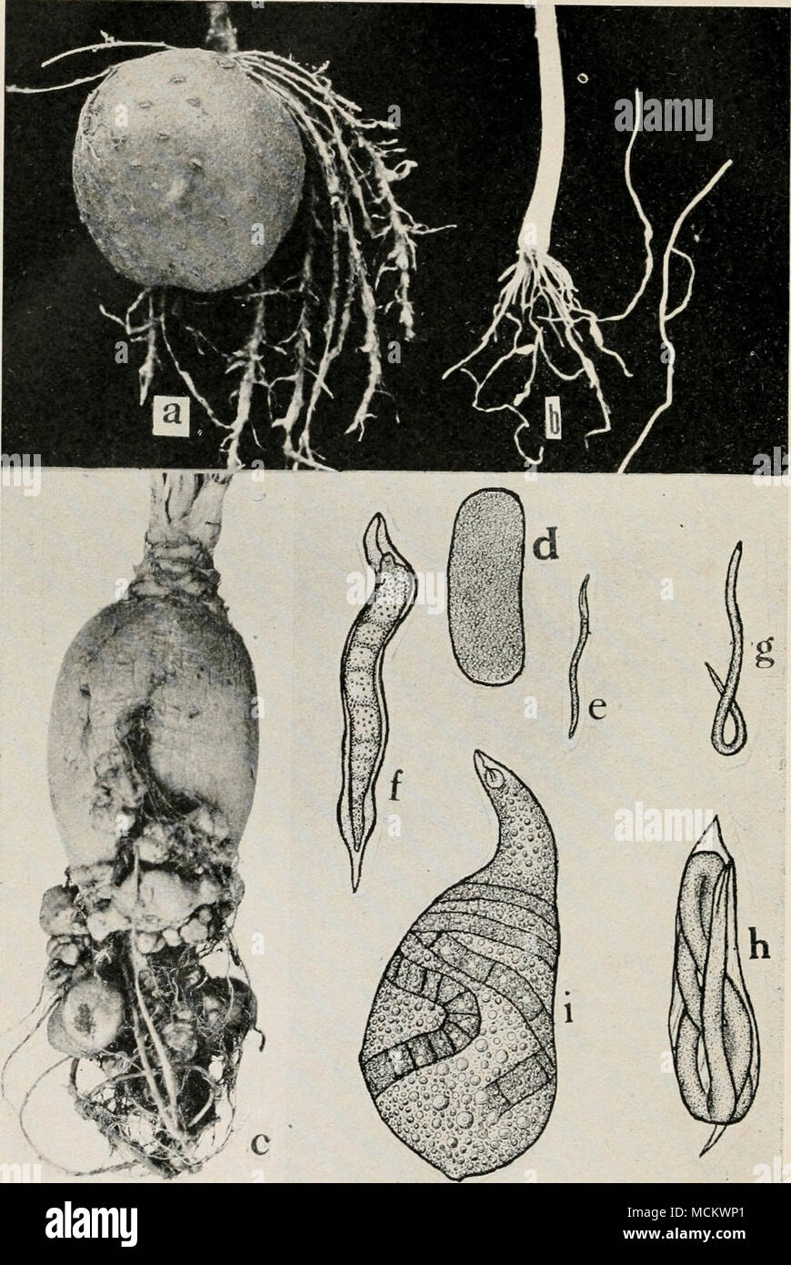 Root knot nematode hires stock photography and images Alamy