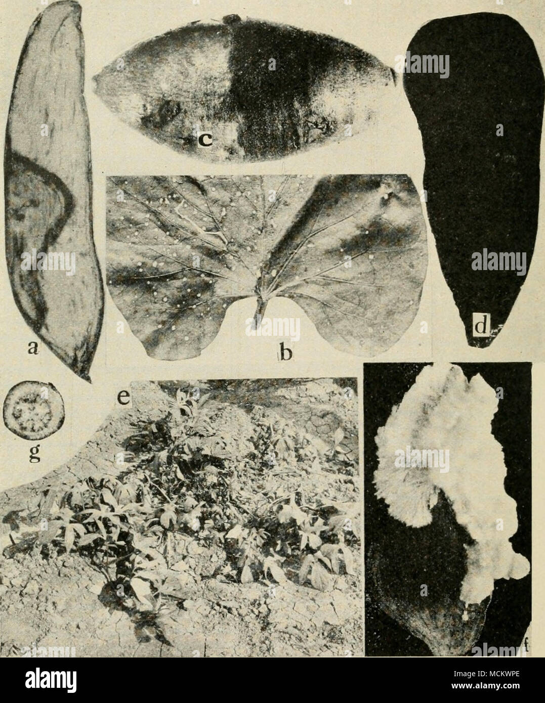 . Fig. 27. Sweet Potato Diseases. a. Trichoderma rot, 6. Septoria leaf spot, c. soil stain, d. Charcoal rot, e. Texas root rot: notice the center of the hill is dead, while the side shoots are alive as they are supported by the secondary roots formed at the nodes of the vines, /. sweet potato artificially inoculated with Sclerotium Rolfsii, g. net necrosis. Stock Photo