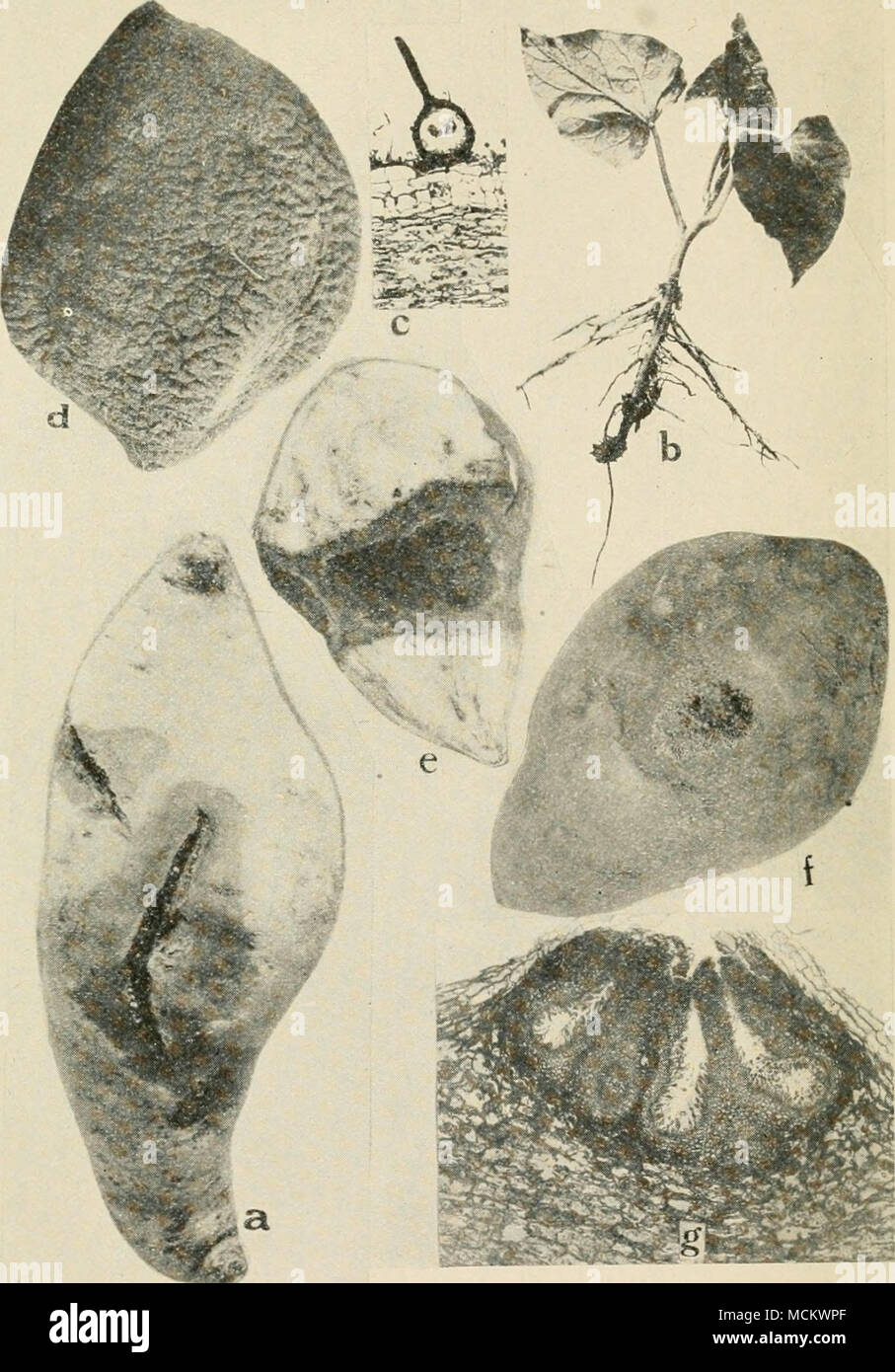 . Fig. 26. Sweet Potato Diseases. a. Black rot at place of a bruise, 6. black shank, f. showing a pycnidium of the black rot fungus, d. dry rot, e. cross section through /, to show the effect of the disease on the root, f. Java black rot surface view, showing strings of spores oozing out from the center of spot, g. cross section through diseased sweet potato root to show pycnidia of the fungus Diplodia tubericola. Stock Photo