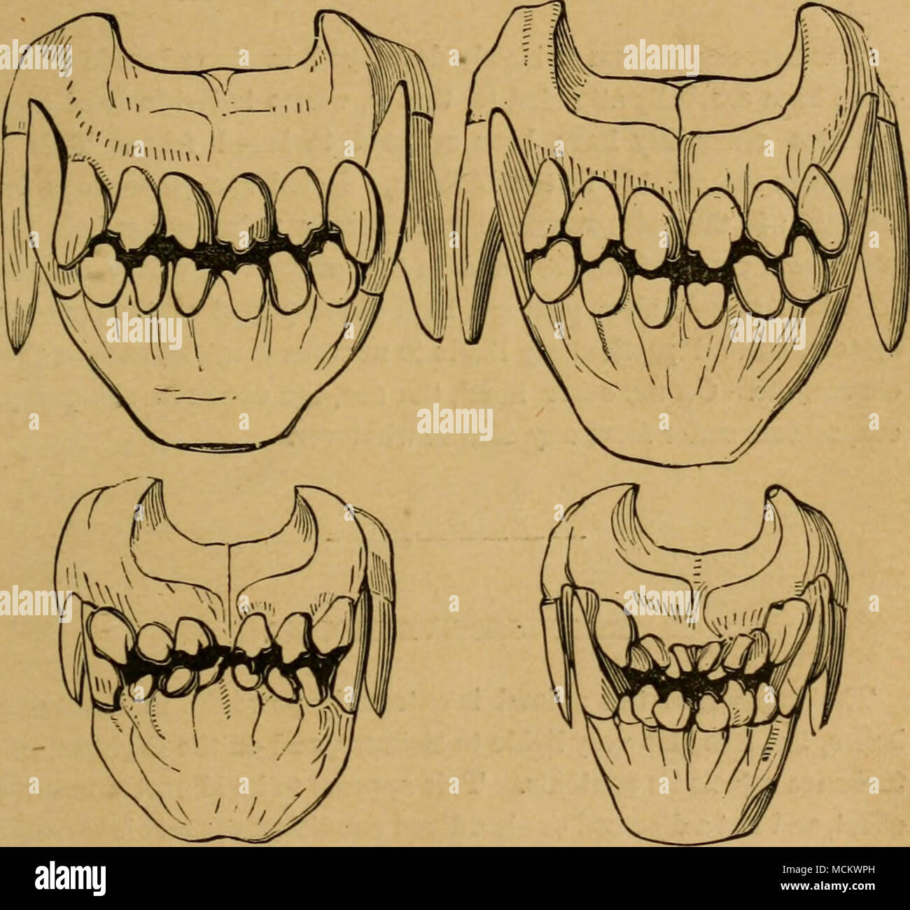 Dew claw hires stock photography and images Alamy