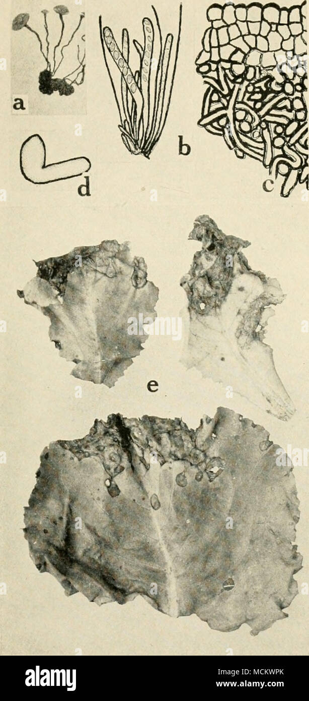 . Fig. 23. Lettuce Diseases. a. Germinating sclerotium of Sclerolinia lihertiana the cause of lettuce drop, b. section of fruiting cup (apothecium) showing asci, ascospores and paraphyses of S. liberliana, c. section through sclerotium of .S. lihertiana, d. germinating ascospore of S. lihertiana (a. to d. after F. S. Stevens), e. Cercospora leaf spot. Stock Photo