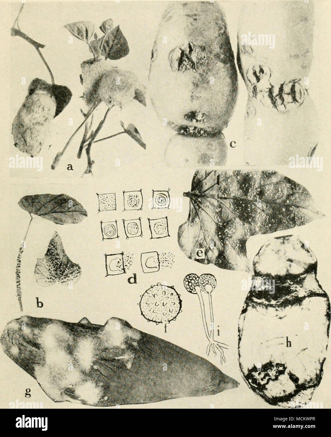 . Fig. 25. Sweet Potato Diseases. a. Slime mold {Fiiligo violacea), b. slime mold (Physarum plumbeitm), c. pox or pit, d. formation of a cyst and liberation of spores of Cystospora batata (after Elliot), e. white rust, /. oospore of the white rust fungus, g. soft rot, /;. ring rot, ;'. fruiting stalks of Rhizopus nigricans. Stock Photo