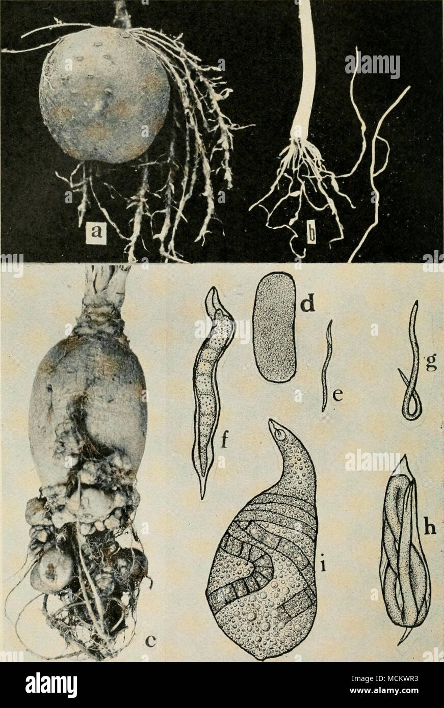 Fig. 8. Nematode Root Knot. a. Root knot of Irish potato, b. root knot of  onion, c. root knot of parsnip, d. egg'of nematode, Helerodera radicicola,  e. young female worm, /.