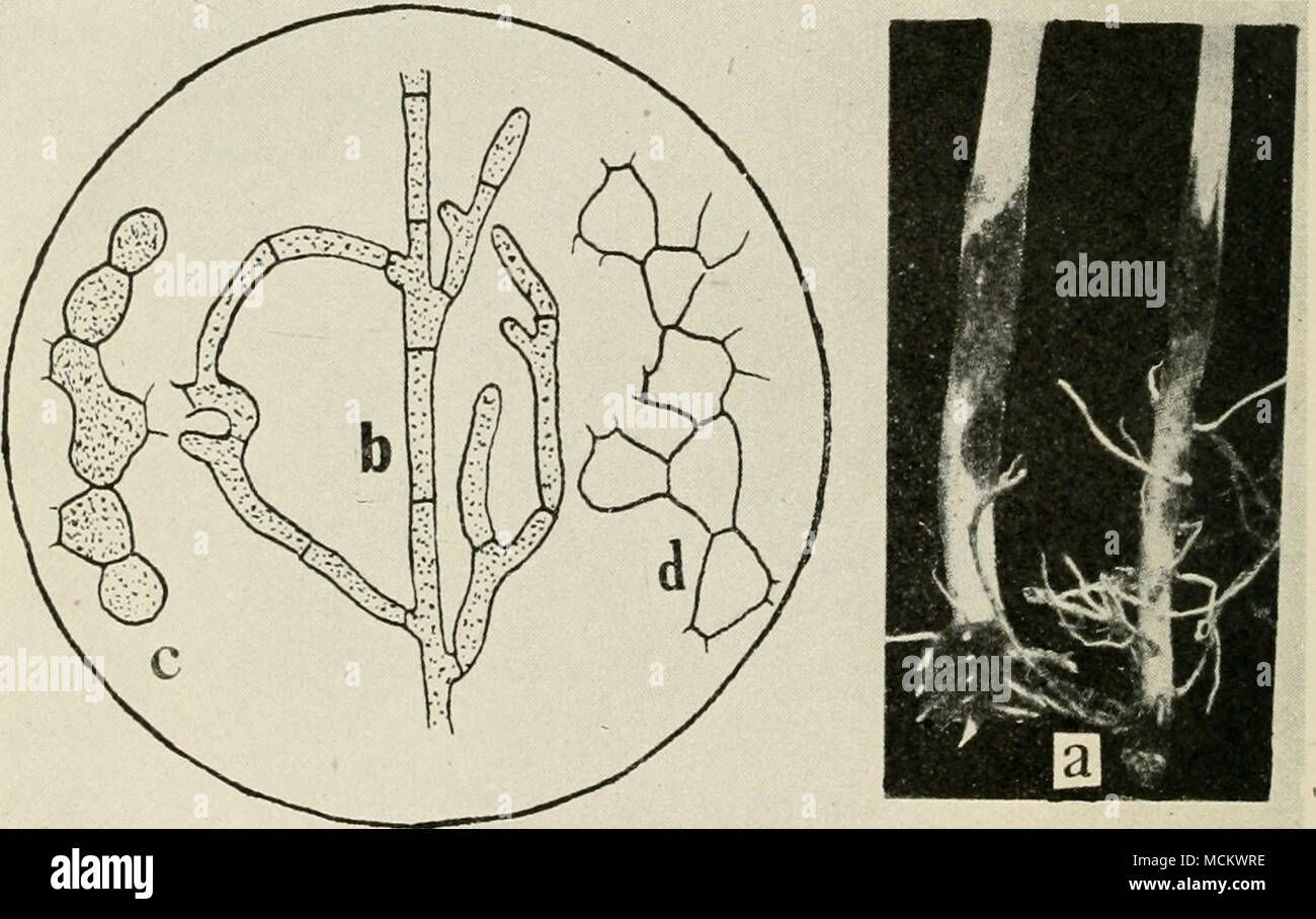 . Fig. 6. Rhizoctokia. a. Rhizoctonia cankers on stems of young bean plants, b. young growing hyphse of Rhizoctonia, c. young barrel shaped cells which compose the sclerotia of Rhizoc- tonia, d. older and empty barrel shaped cells of sclerotia (a. to d. after Peltier). Stock Photo