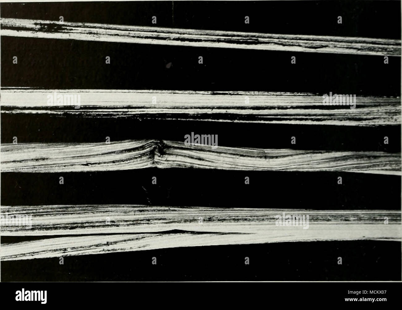 . Fig. 41.—Stem smut of rye. Infection of the rye plant results in the produc- tion of lead-colored stripes running lengthwise of the leaves and stems. The stripes break open eventually, setting free the masses of black, powdery smut spores with which they are filled. Life History.—The disease carries over from year to year in the form of spores which adhere to the seed or infest the soil. Germination of these spores and infection of rye seedlings is similar to that described for flag smut of wheat on page 42. Subsequent growth of the fungus takes place in the growing plant, and the new crop o Stock Photo