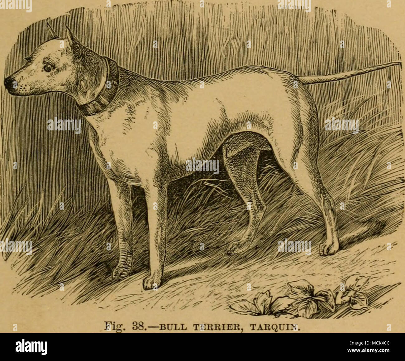. 1.—BXTLl, TERRIER, TARQUIN. nearly so, the crossing should be continued on the terrier side. The perfect bull-terrier may, therefore, be defined as the terrier with as much bull as can be combined with the absence of the above points, and showing the full head (not of course equal to that of the bull), the strong jaw, the well-developed chest, power- ful shoulders, and thin fine tail of the bull-dog, accompanied by the light neck, active frame, strong loin, and fuller proportions of the hi ad-quarter of the terrier. A dog of this kind should be ca- Stock Photo