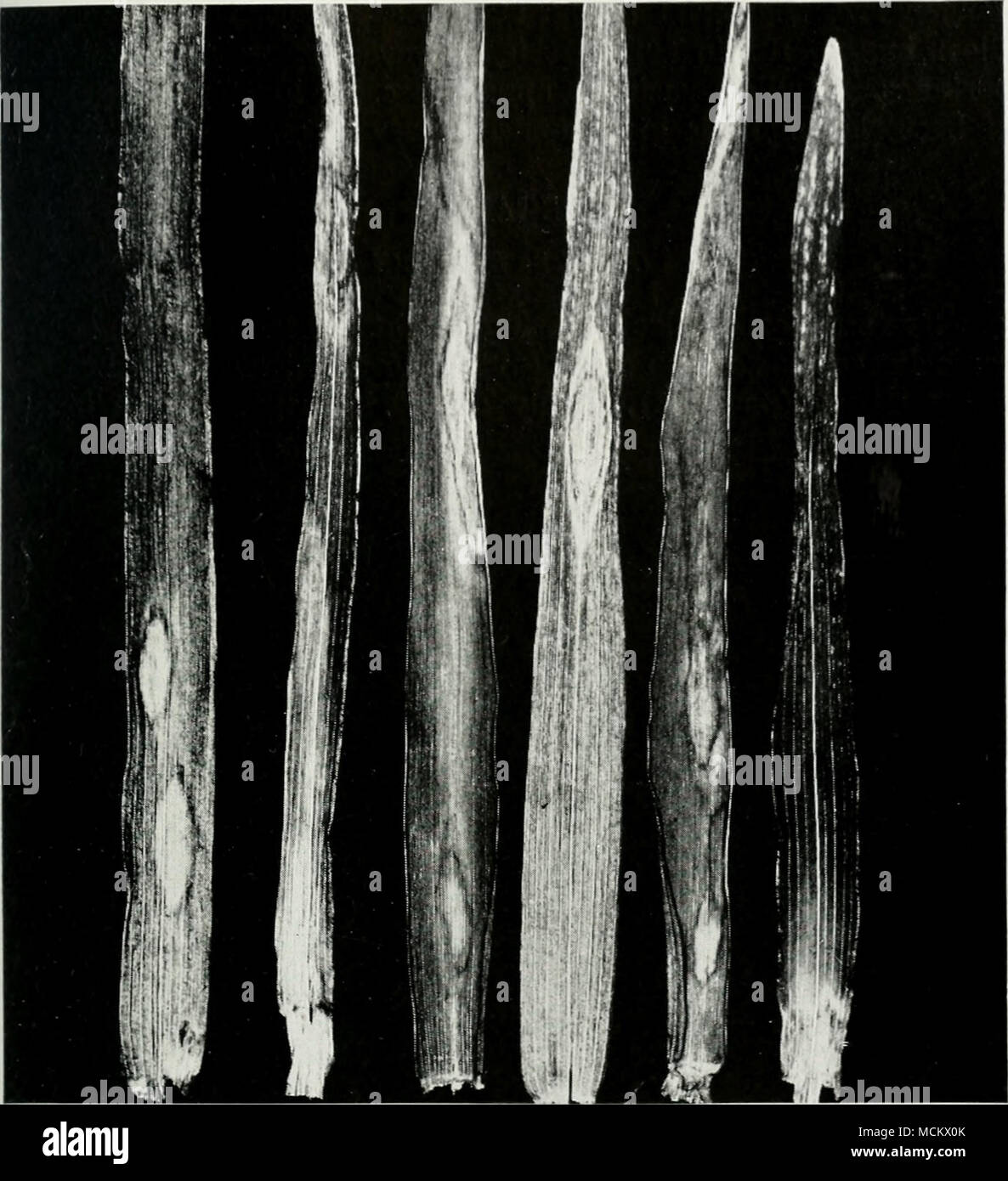. Fig. 39.—The scald disease of rye. Infection of leaves by a parasitic fungus results in the appearance of oval, bleached spots, which greatly reduce the food-making capacity of affected leaves. for other diseases ought to aid in controlling it, if it should become a serious factor in rye production. BACTERIAL BLIGHT Bacterium translucens secalis Although the bacterial blight of rye is the same disease as the bacterial blight of barley, only a special variety of the bac- terium that causes the disease can attack rye. Hence diseased rye does not endanger barley, and diseased barley does not en Stock Photo
