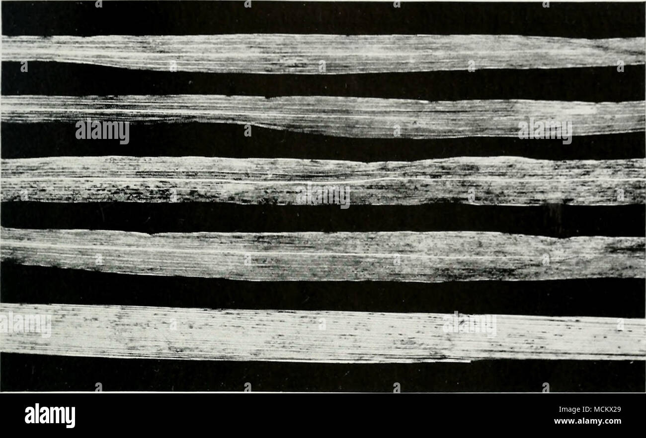 . Fig. 20.—Crown rust of oats. Rust pustules occur on the leaves and sheaths. Early in the season they are reddish brown and open, as on the four leaves in the upper part of the figure; but later other pustules appear, which are black and covered, as on the leaf sheath below the four leaves. grasses. When these are infected, summer spores are formed in pustules on the leaves, and a new season's epidemic is begun. In warm regions the summer spores survive the winter and start the new season's infection, in which case the rust does not need the buckthorn as a bridging host. Importance.—Crown rus Stock Photo