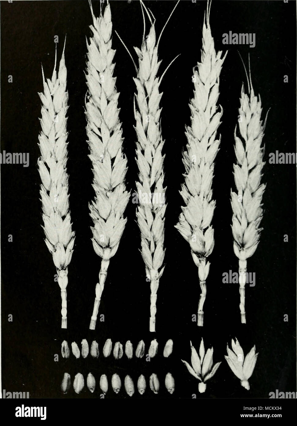 Fig 14 Basal Glume Rot Of Wheat Bacterial Infection Discolors And Rots The Bases Of The Glumes And Causes The Kernels To Be Small And Shriveled Severe Infections May Lower Appreciably The Fig 14 Basal Glume Rot Of Wheat Bacterial Infection Discolors And Rots The Bases Of The Glumes And Causes The Kernels To Be Small And Shriveled Severe Infections May Lower Appreciably The