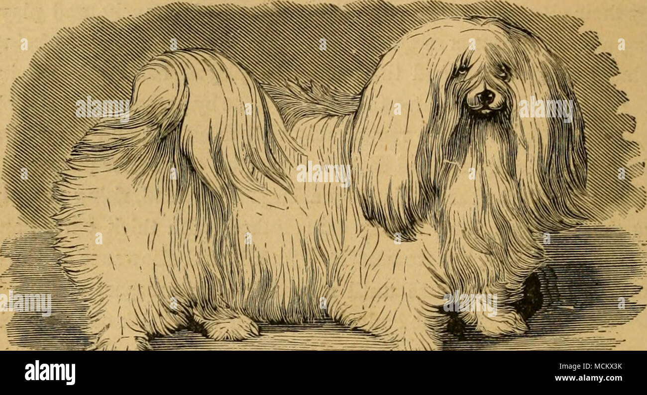 Fig 33 Maltese Dog Fido Maltese Dog This Beautiful Little Dog