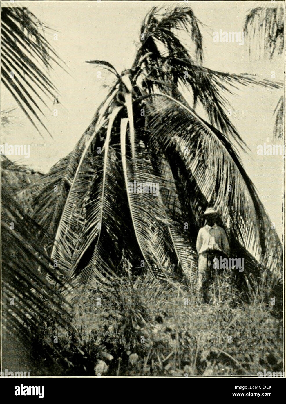 . Photo by] [E. Miller Fig. 70 Bud Rot preceded by Drooping of Leaves (Tobago) Stock Photo