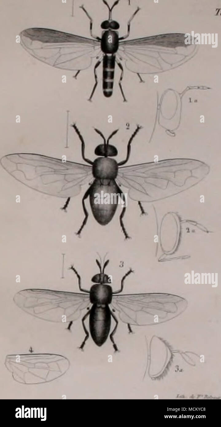 Historical insect catalogs hi-res stock photography and images - Alamy