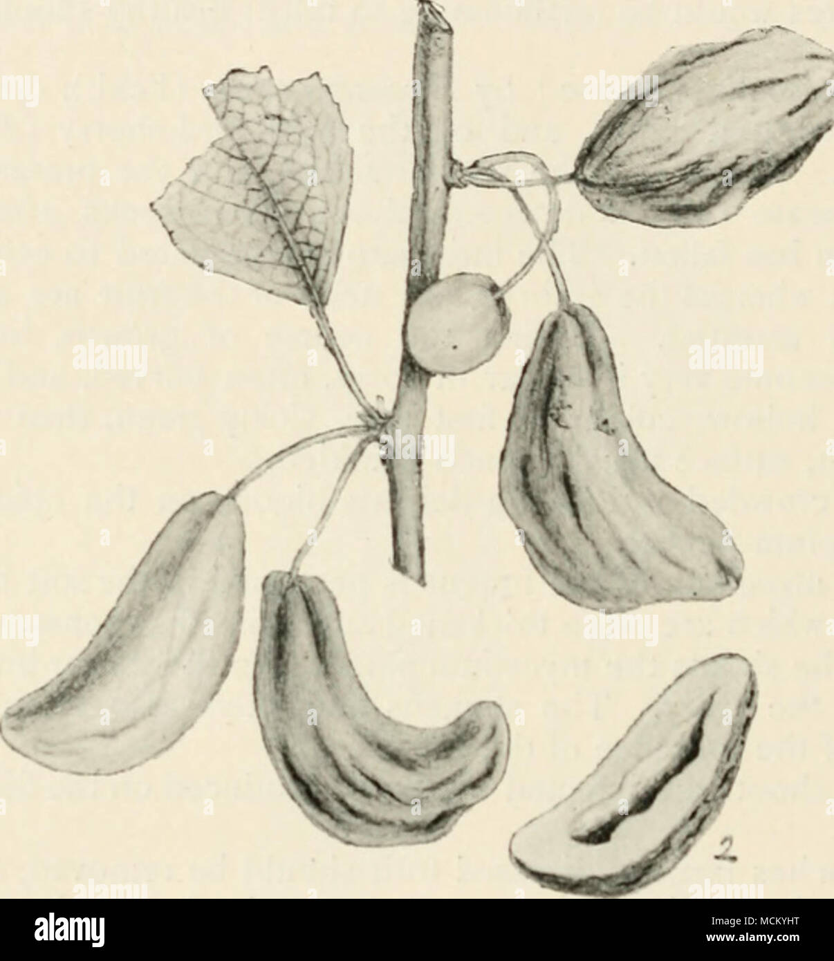. Fig. 33.—Exoascuspruni. i, portion of a branch bearing diseased plums ; 2. a diseased i^luin cut in two. Reduced. and closely resemble crows' nests in appearance, although sometimes much larger in size. The formation of these brooms takes place as follows, according to Smith :— ' I find that a broom results from a prolific development of small twigs on one or a few knotty, swollen parts of a branch. Each central knot we may regard as the position of the bud which was first infected, and from which the broom system took its origin. As one result of the attack of the fungus, the greater number Stock Photo