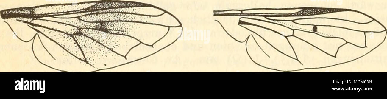 . Fig. 229. Chrysogaster viduatus (L ), Fig. 230. Orthoneura elegans (Meig.), Flügel. Fiügel. Entwicklung sehr wenig bekannt. Näher beschrieben ist nur die Larve von Chrysogaster viduatus (L.) (s. unten), welche im Schlamme von Wassergräben lebt. Die Larve von Orthoneura nobilis (Fall.), welche einer kleinen Eristalis-jwc% gleicht, fand Marno am Rande eines Sumpfes zwischen altem faulen Laub. Hiernach ist anzunehmen, daß auch die übrigen Arten eine ähnliche Entwick- lung haben. Übersicht über die Untergattungen. 1. Spitzenquerader gerade aufgerichtet oder rückläufig. 3. Fühler- glied oval od Stock Photo