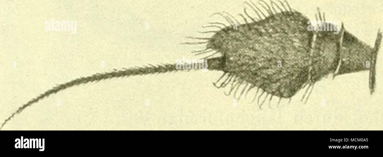 Page 6 Mannchen Und Weibchen High Resolution Stock Photography And Images Alamy