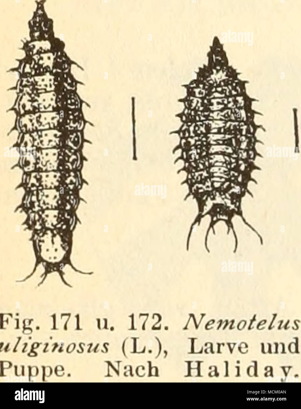 . 172. Nemotelus (L.), Larve und Nach Haliday. kurzer. Artenübersicht