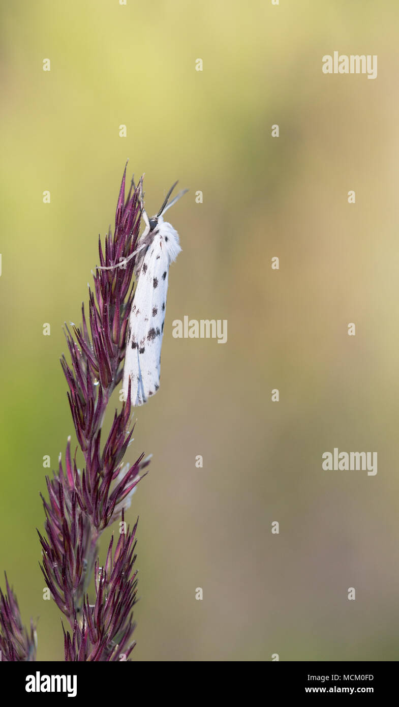 Speckled footman moth Stock Photo