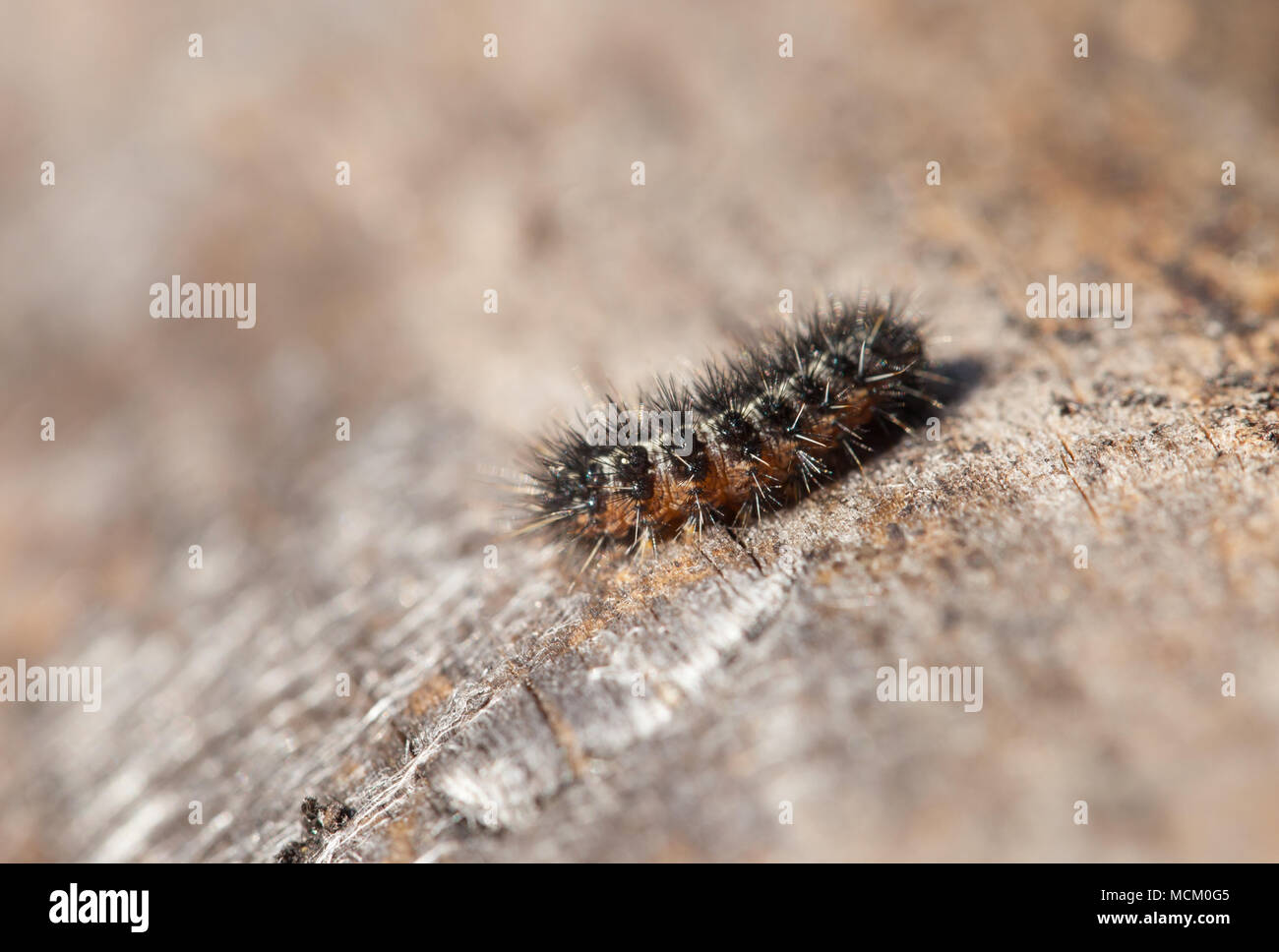 Speckled footman moth larva Stock Photo