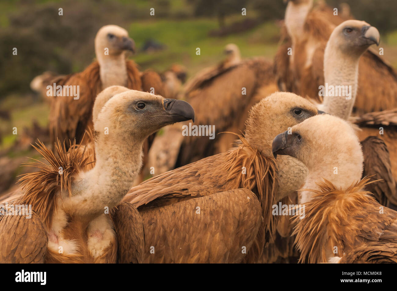 griffon vulture (gyps fulvus), spanish scavengers Stock Photo