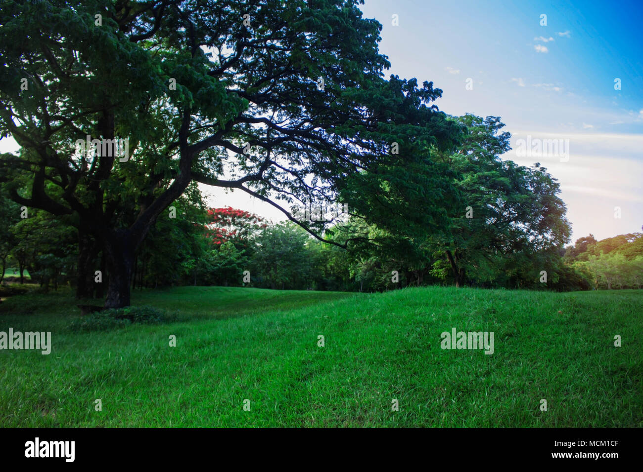 Lawn and trees in the garden with blue sky Stock Photo - Alamy