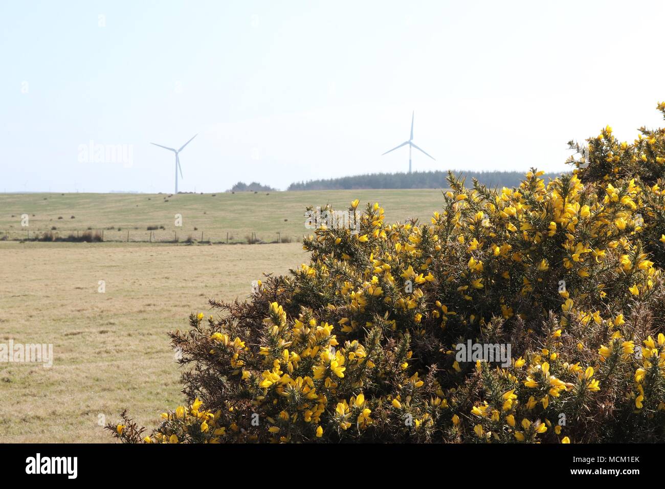 Wind turbines in rural setting Stock Photo