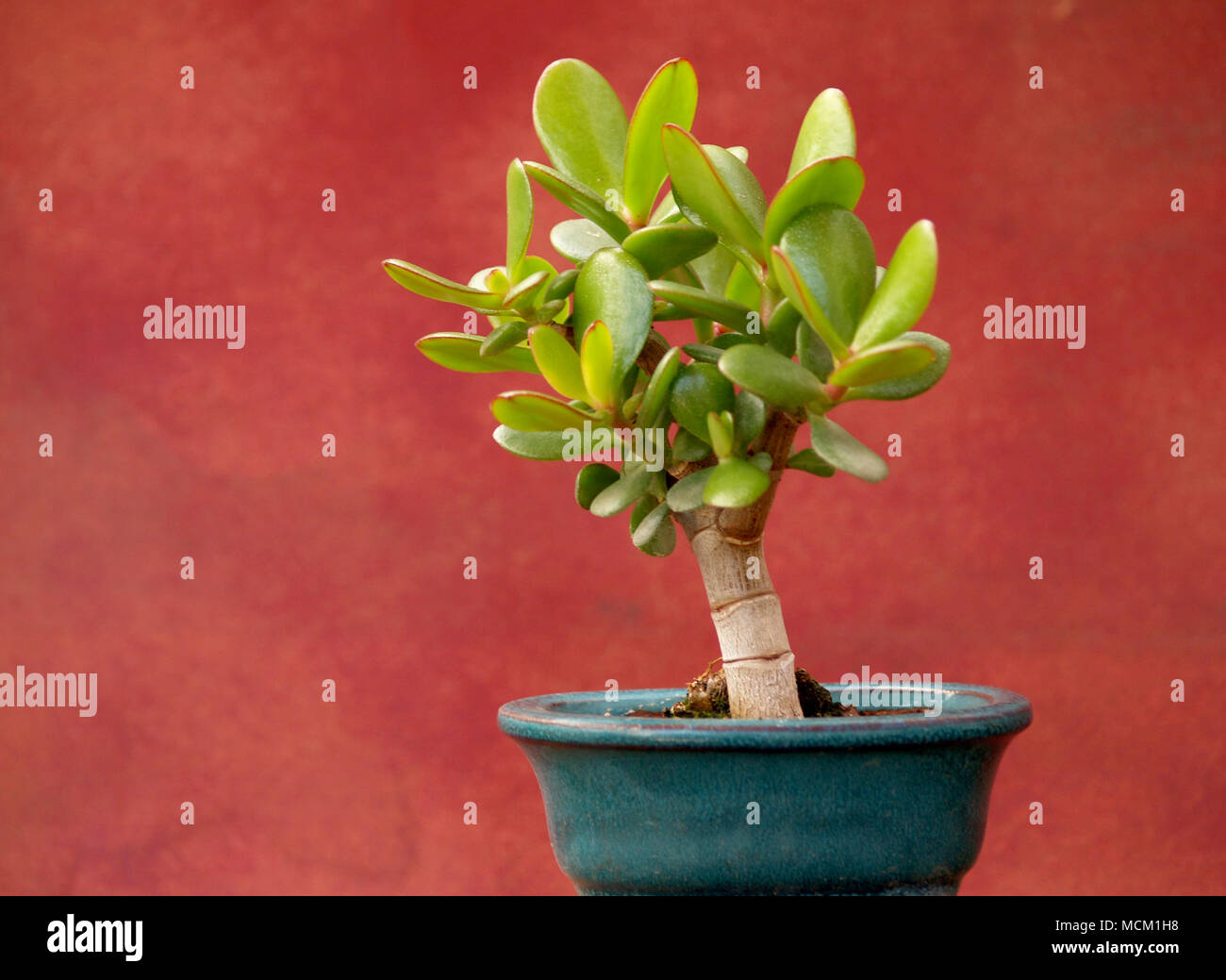 jade plant in small pot Stock Photo Alamy