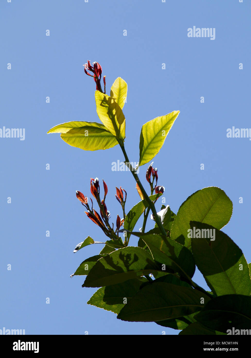 buds on lemon tree branch Stock Photo