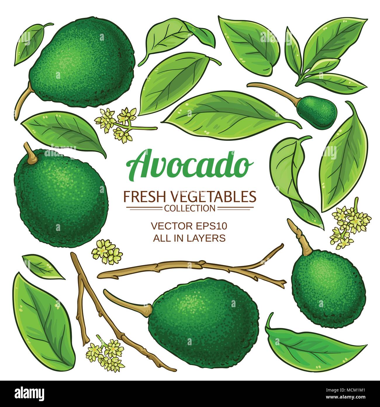 Fresh ripe avocado elements Stock Vector Images - Alamy