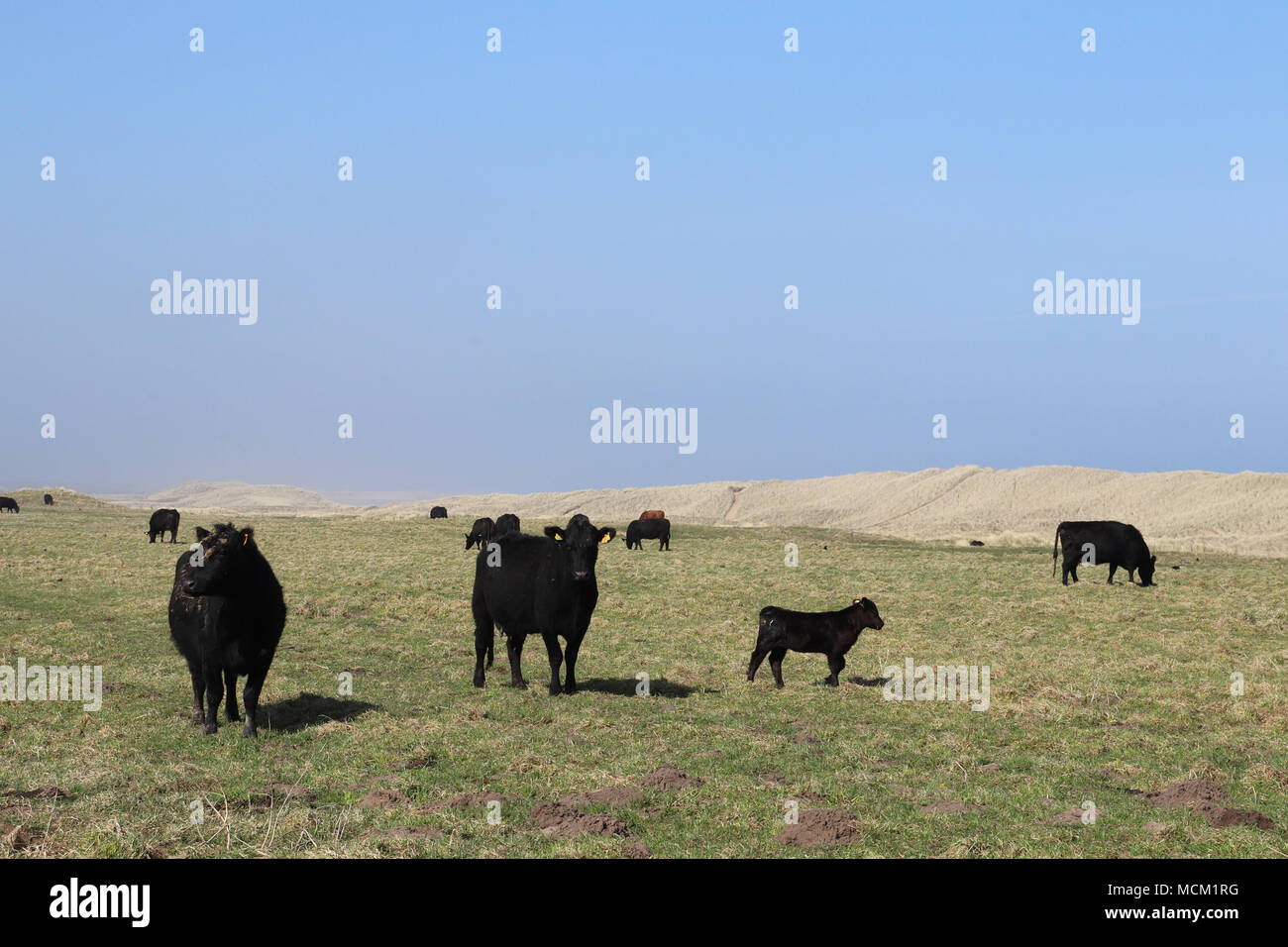 Black dairy cows grazing in field near sand dunes, with space for copy Stock Photo