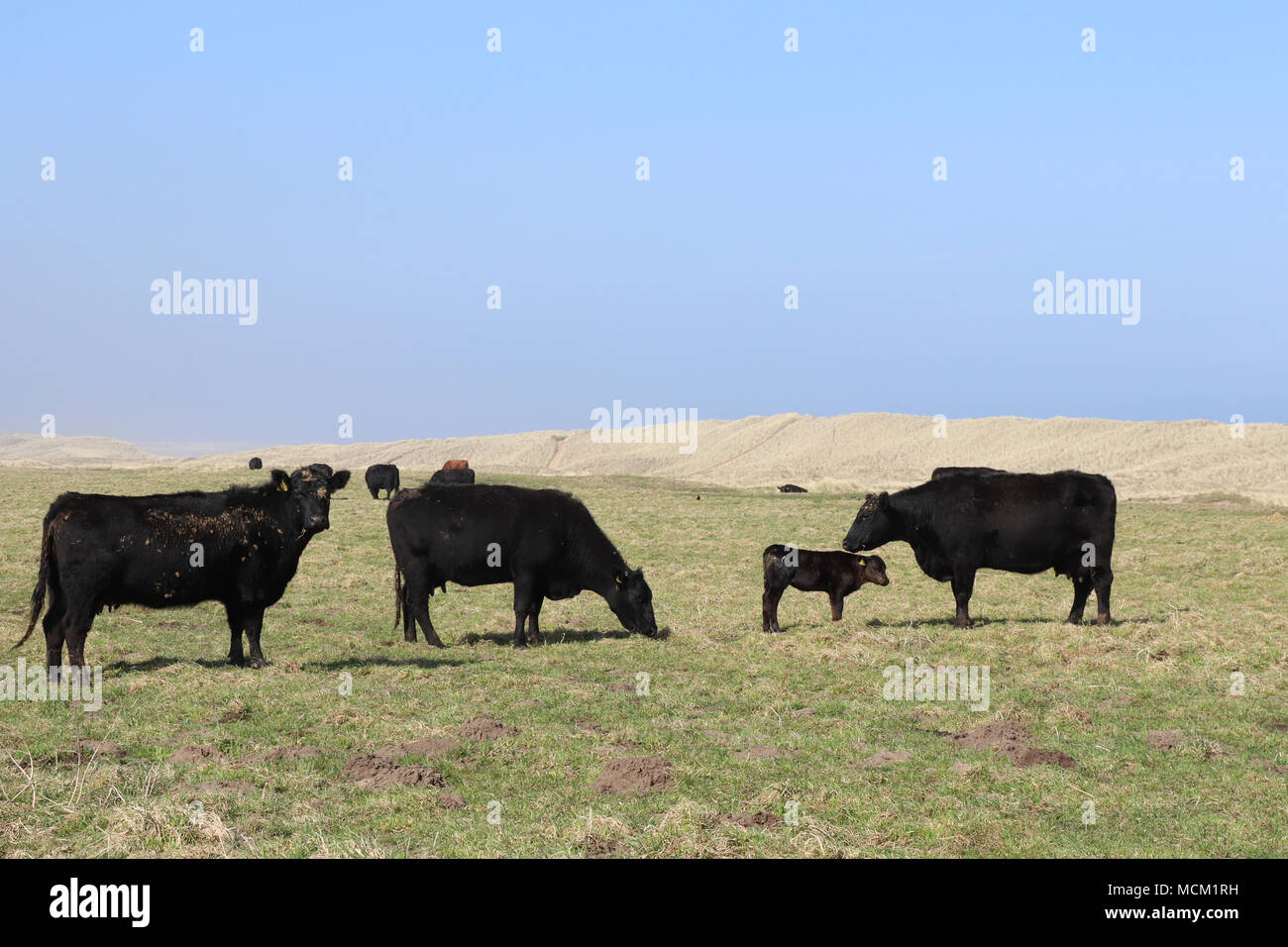 Black dairy cows grazing in field near sand dunes, with space for copy Stock Photo