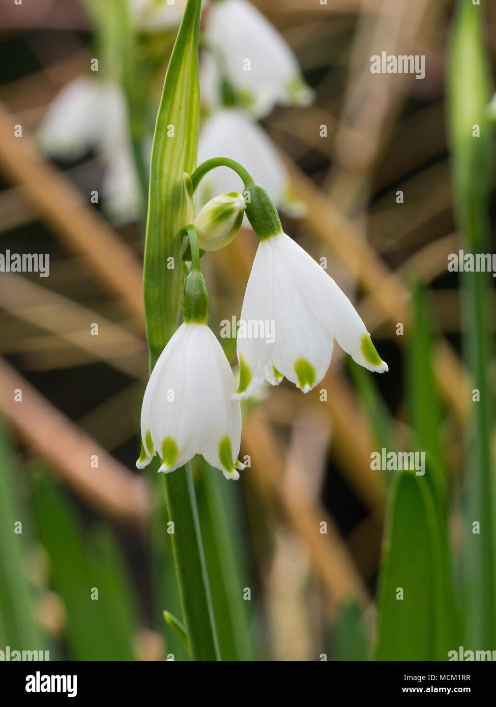 A close up of the white and green flowers of Leucojum aestivum 'Gravetye Giant' Stock Photo