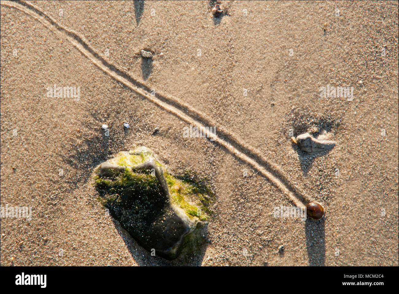 The trail left in the sand by a marine snail as it moves across it at low tide near Weymouth Dorset England UK Stock Photo