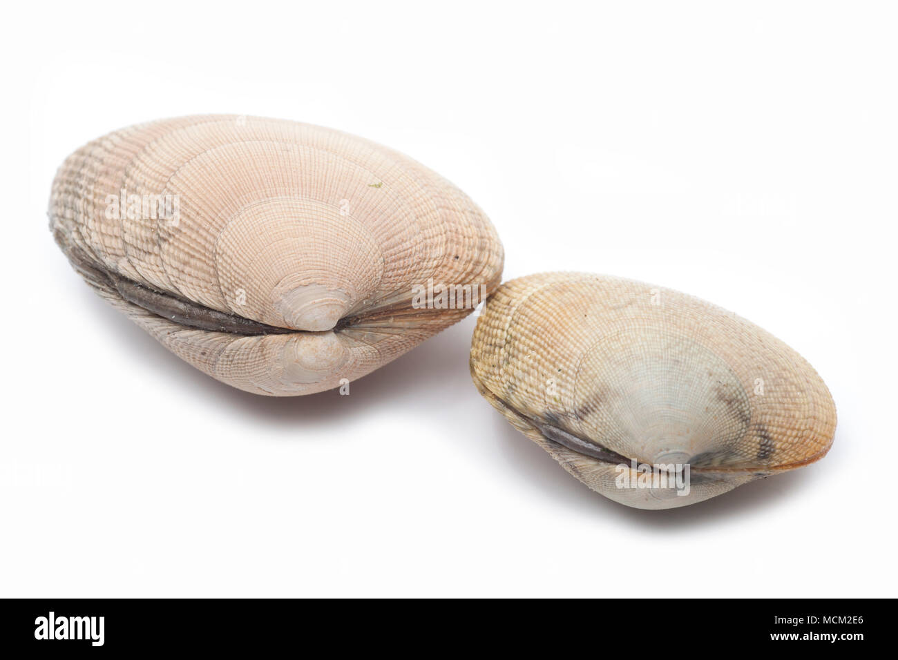 Carpetshell clams Ruditapes decussatus, also known as a palourdes ...