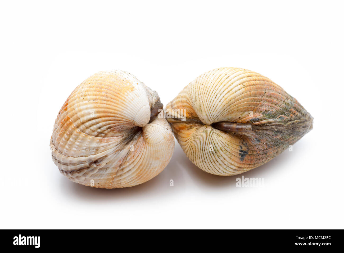 Common cockles Cut Out Stock Images & Pictures Alamy