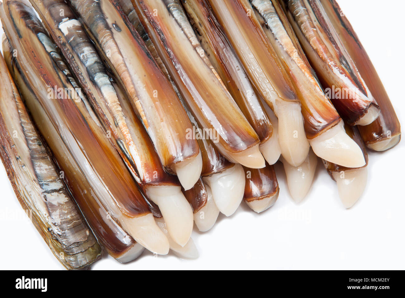 Razor clams Ensis arcuatus gathered in Dorset while foraging for shellfish. Dorset England UK on a white background. Razorclams are edible and are use Stock Photo