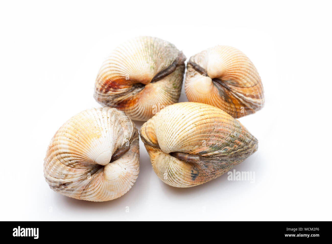 Common cockles, Cerastoderma edule, gathered while foraging for