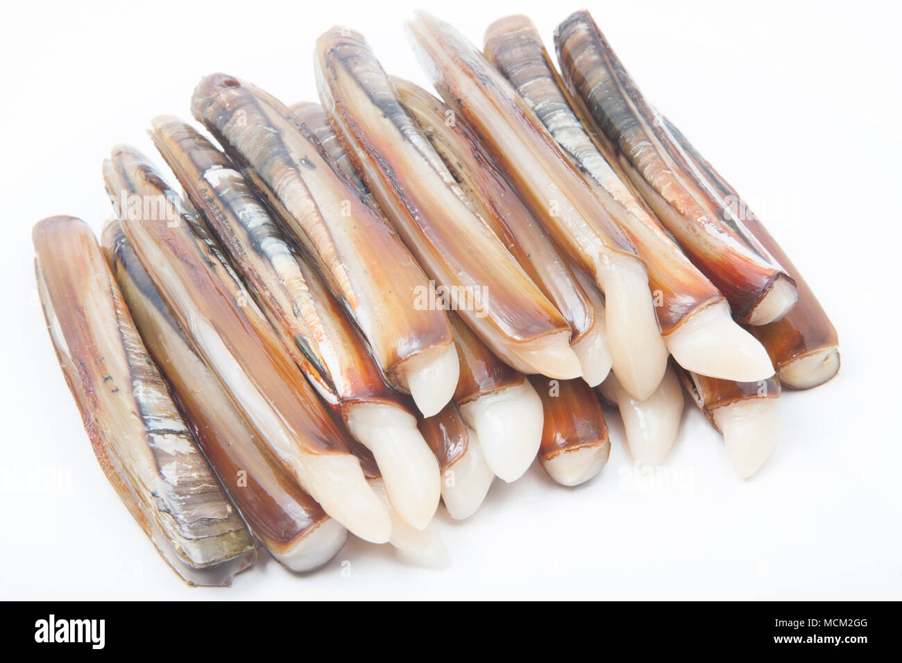 Razor clams Ensis arcuatus gathered in Dorset while foraging for