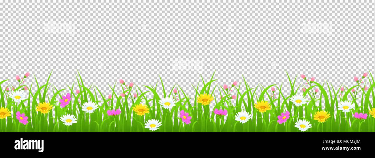 Flowers and grass border, yellow and white chamomile and delicate pink meadow flowers and green grass on transparent background, vector illustration,  Stock Vector