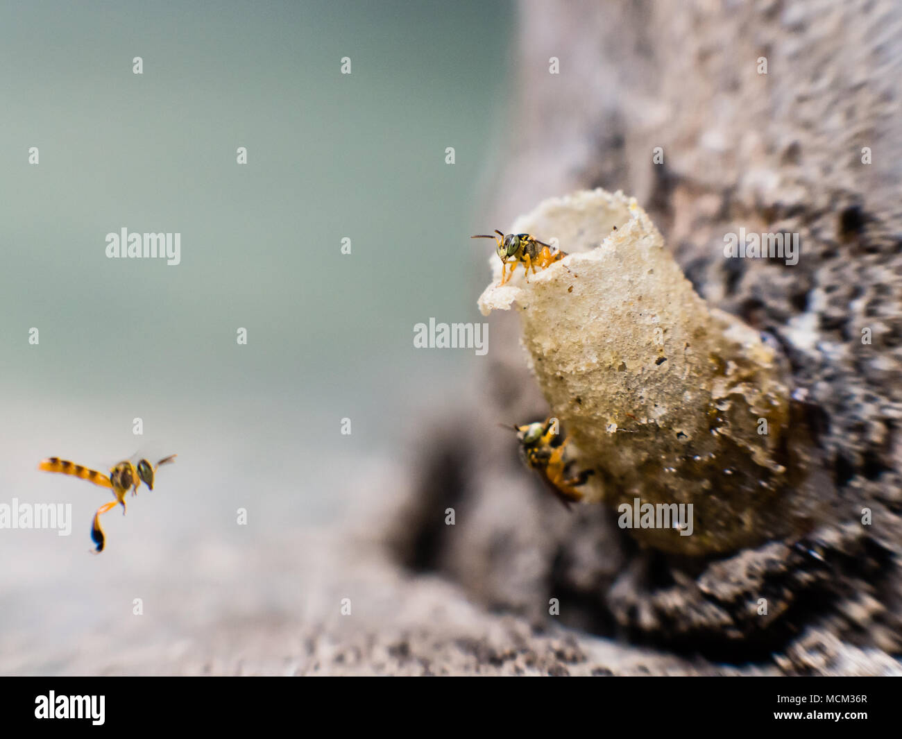 Marco shot of small specie of innocuous bees, Guajira, Colombia Stock Photo
