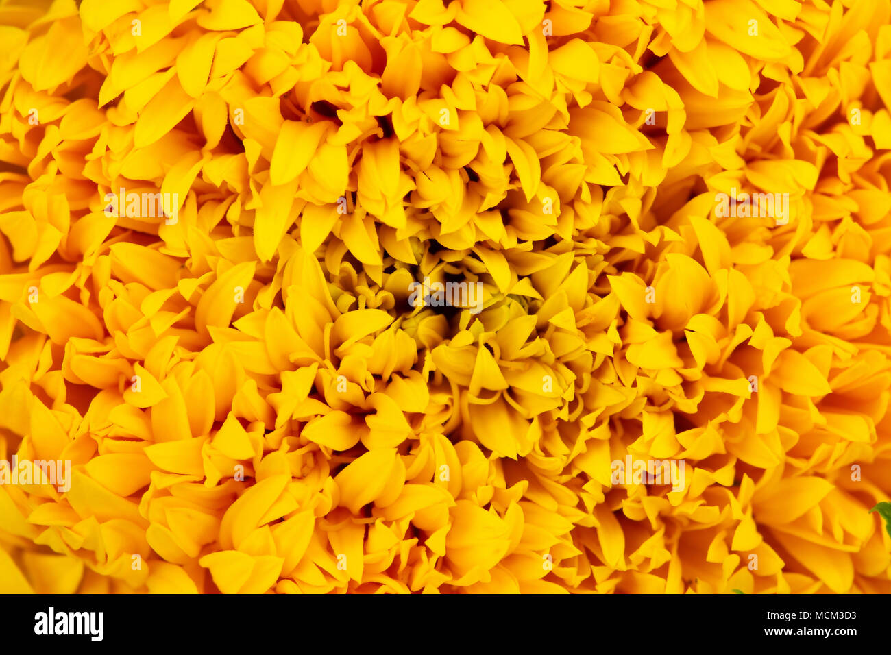Marigold petals outlet