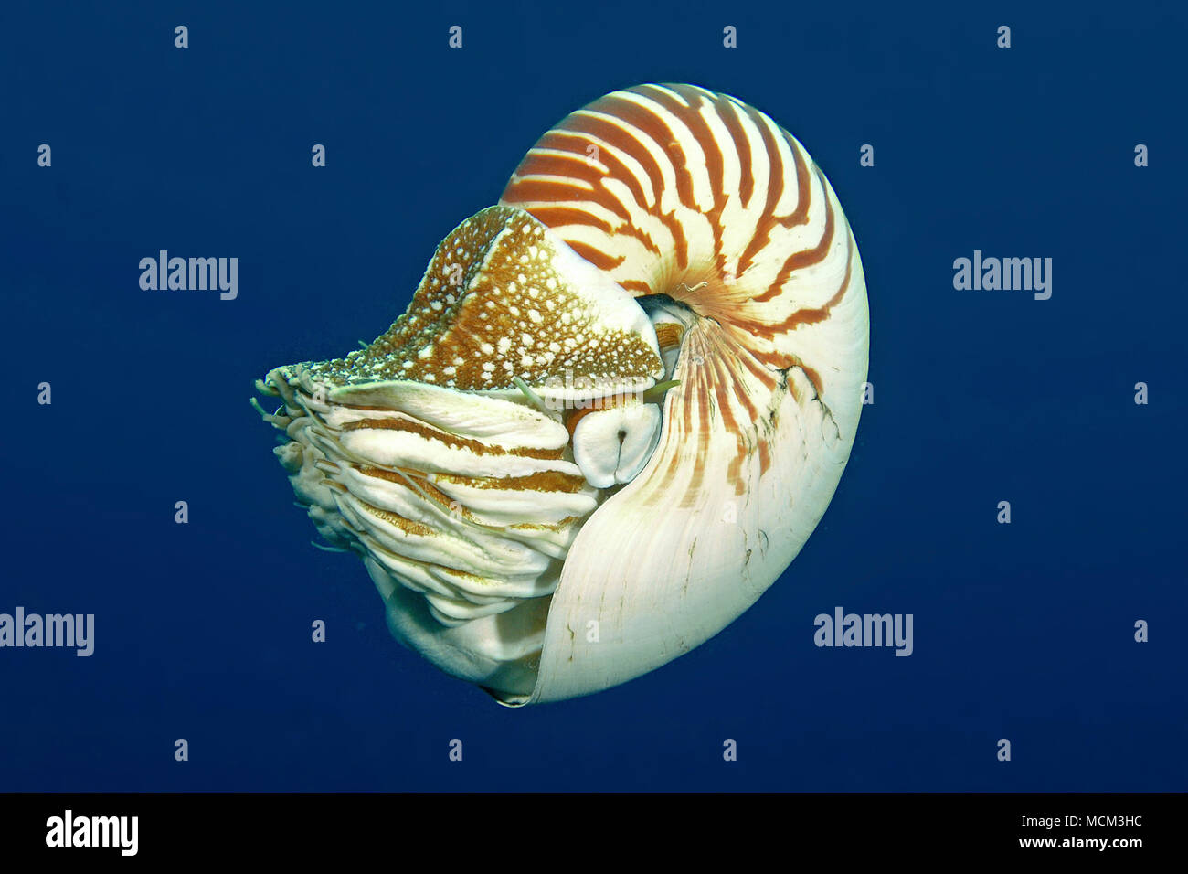 Common Nautilus (Nautilus pompilius), deep sea crature, Palau, Micronesia Stock Photo
