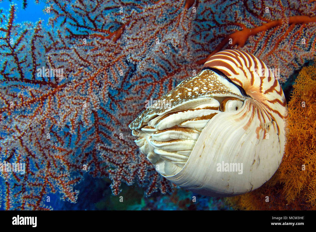 Common Nautilus (Nautilus pompilius) at coral reef, Palau, Micronesia Stock Photo