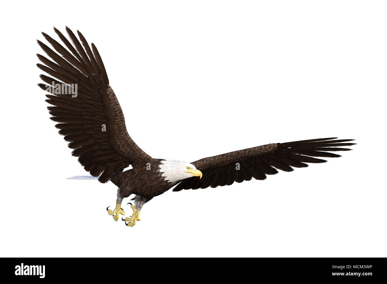 American Bald Eagle isolated on white, 3d render Stock Photo - Alamy