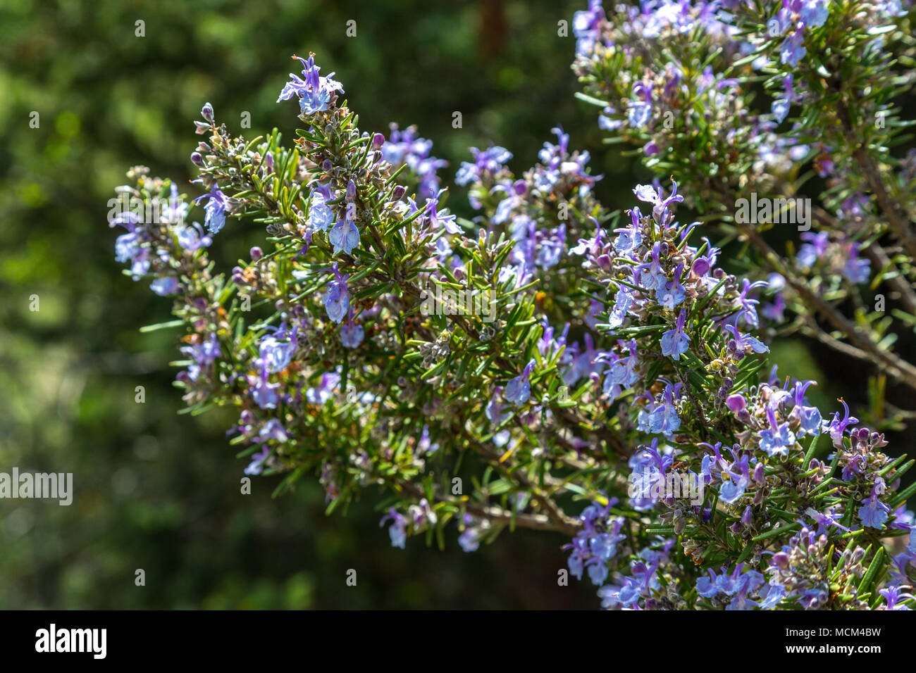 rosemary plant bloom Stock Photo Alamy
