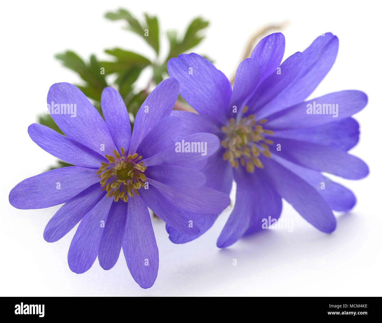Anemone Blanda Blue Shades or Grecian Windflowers Stock Photo