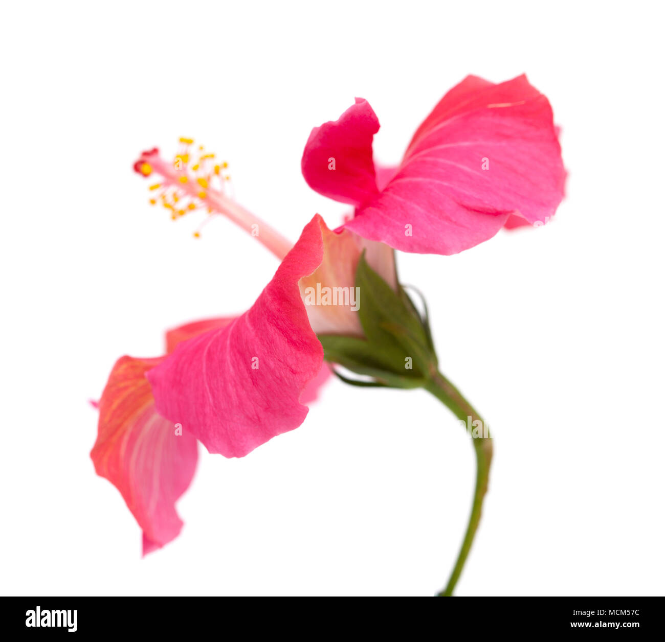 My Image 23