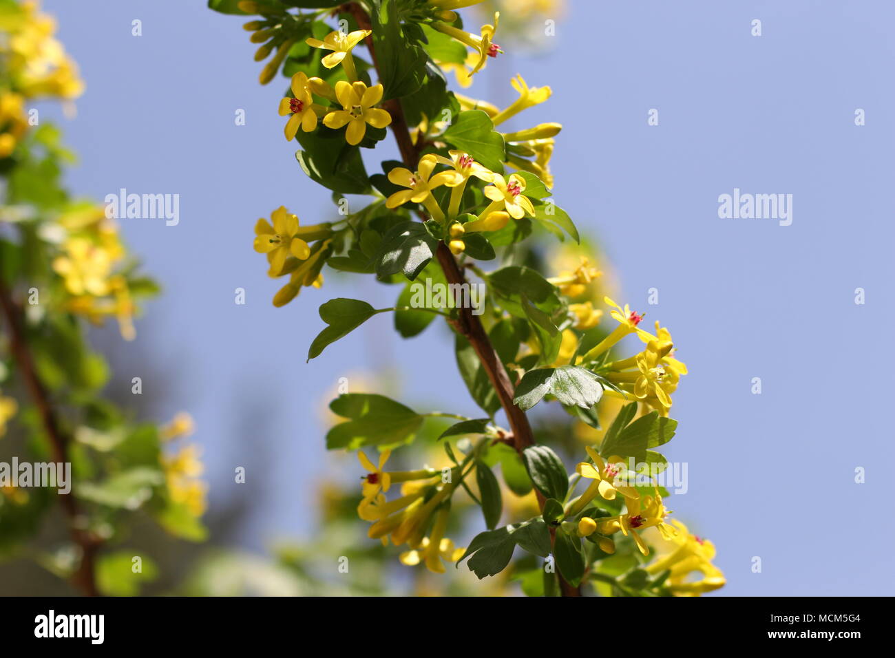 Yellow flowers of golden currant (Ribes aureum Stock Photo Alamy