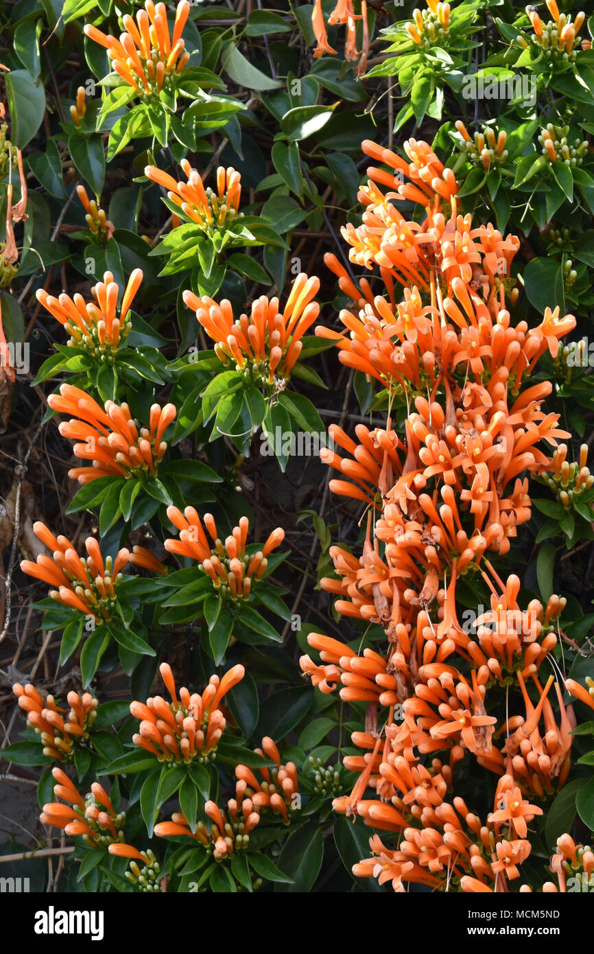 Climbing vines with orange flowers hi-res stock photography and ...